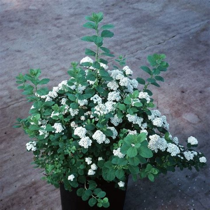 Спирея берёзолистная &lsquo;Tor&rsquo; (Spiraea betulifolia &lsquo;Tor&rsquo;) Северная Флора