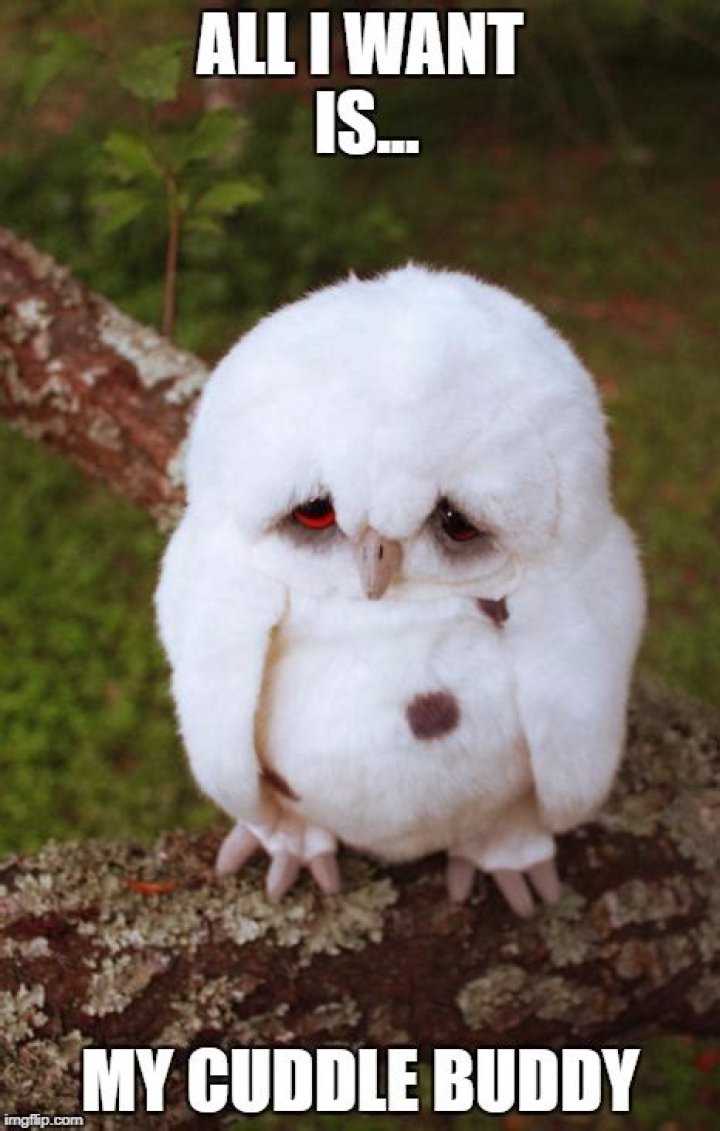 20 Cutest Cuddle Memes Funny animals, Cuddling