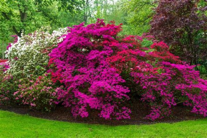 21 of the Best Azaleas Varieties Gardener&rsquo;s Path