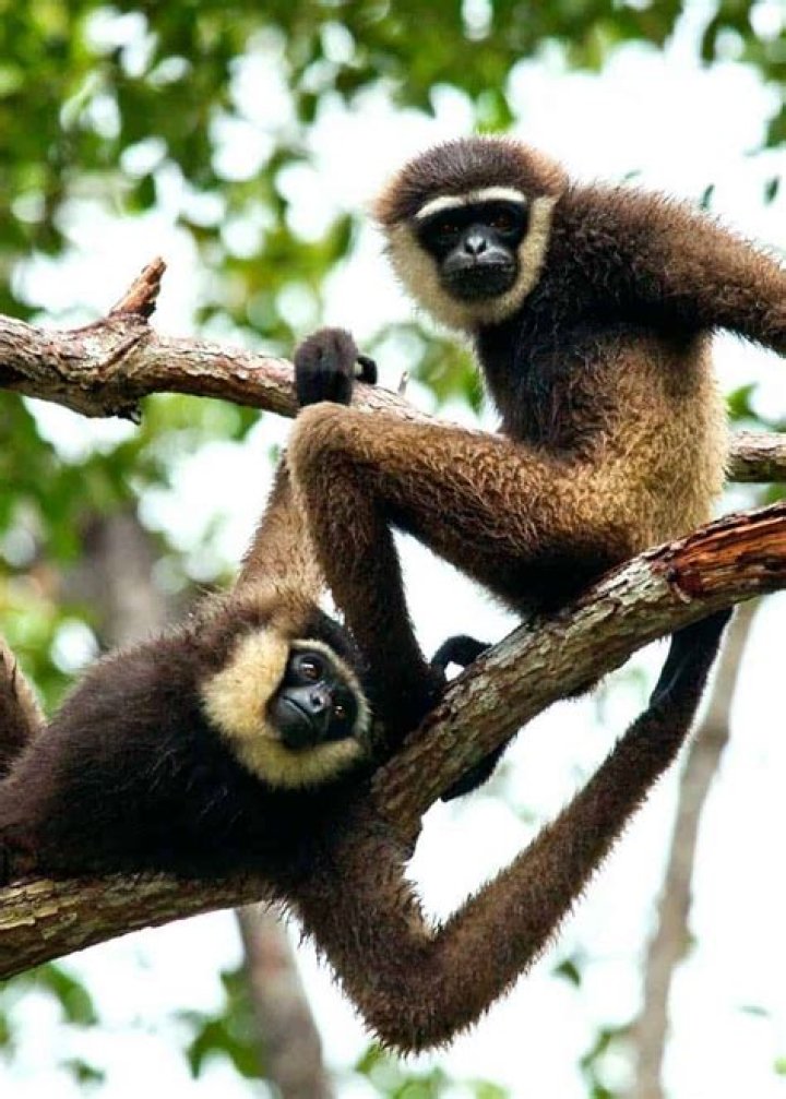 29 Animals that Mate for Life Monogamous Animals List Unianimal