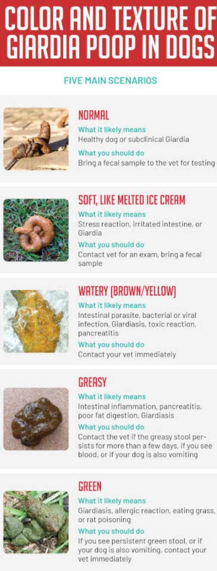 5 Giardia Dog Poop Pictures, With Veterinarian Comments