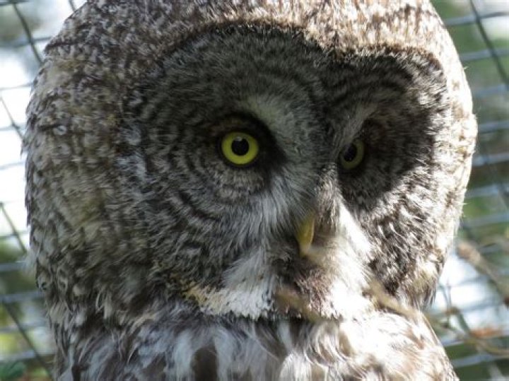 5 Largest Owls in the World Pet Keen