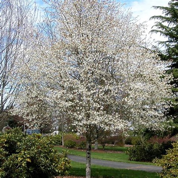 Amelanchier "Autumn Brilliance" Serviceberry Tidewater Trees