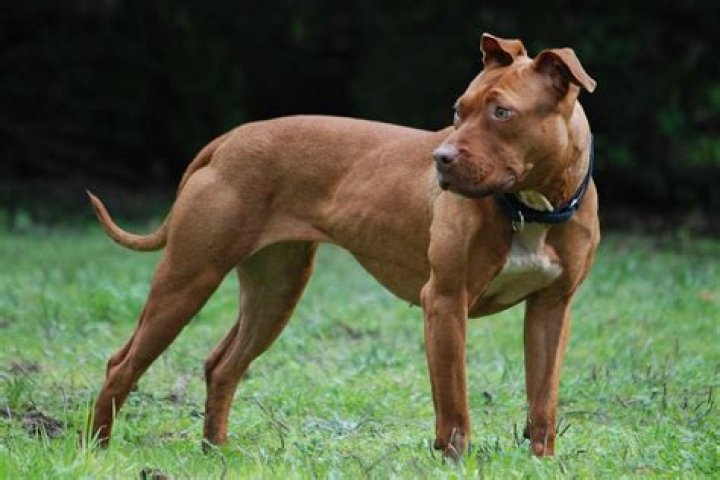 American Pitbull Terrier Real Name
