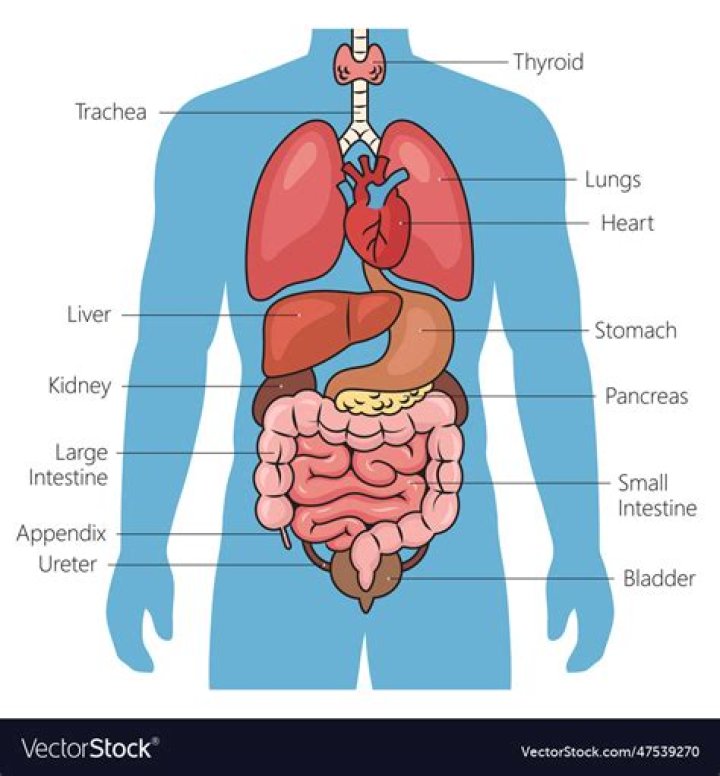 Anatomy of human internal organs from the front showing heart, stomach