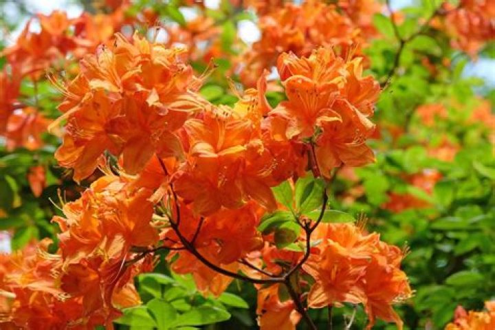 Best Time to See Azaleas in South Korea 2021 When to See Rove.me