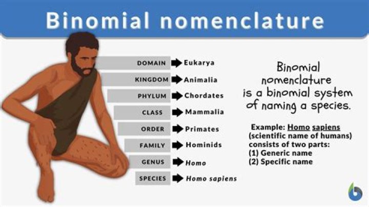 Binomial nomenclature Definition and Examples Biology Online Dictionary
