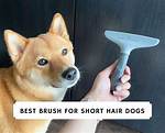Brush for Short Hair Dog: the Ultimate Guide to Keeping Your Pup's Coat Healthy