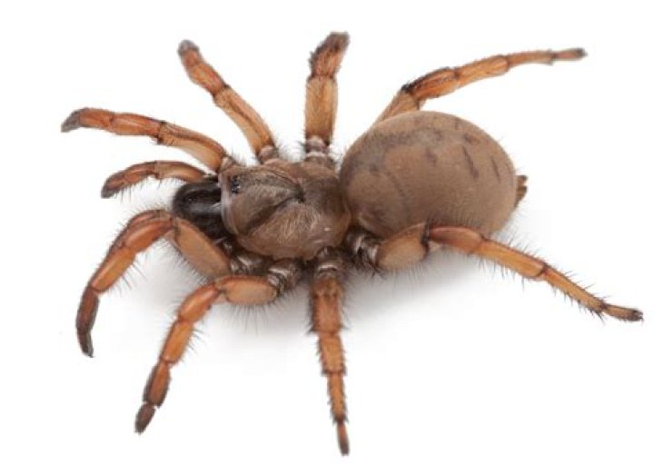 CCGP &mdash; Aptostichus stephencolberti (Stephen Colbert Trapdoor Spider)