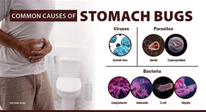 Current Stomach Bug 2024 Uk Aurie