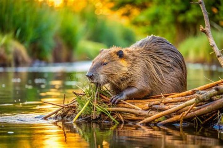 Discover The Astonishing World Of Clifford Beaver: A Masterclass In Wildlife Photography