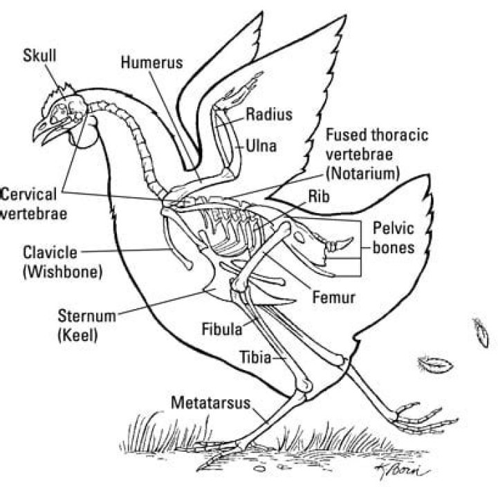 Do Chickens Have Hollow Bones? Chicken Facts Chicken & Chicks Info