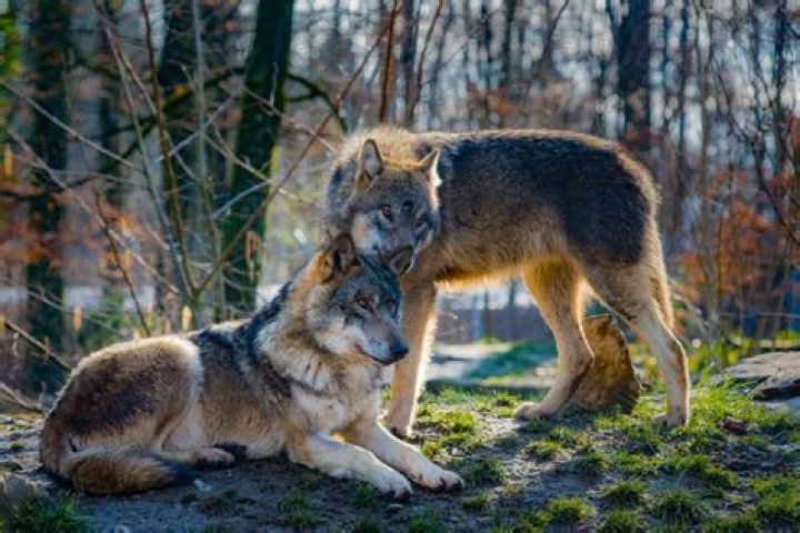 Do Wolves Mate for Life? 20 Amazing Facts About These Loyal Animals A