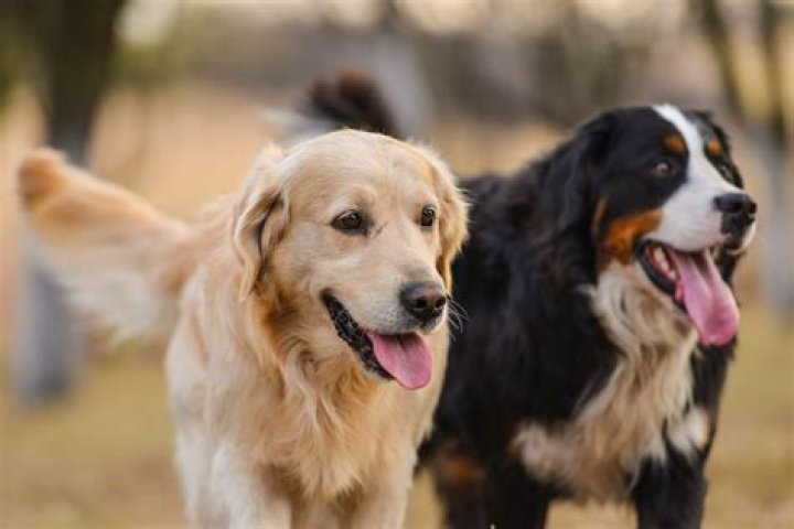 Dog's Reaction to Kristi Noem Goes Viral&mdash;There's Just One Problem