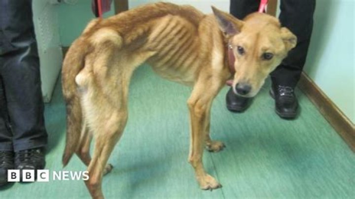 Edward McNeill sentenced over emaciated dog 'Snoop' BBC News