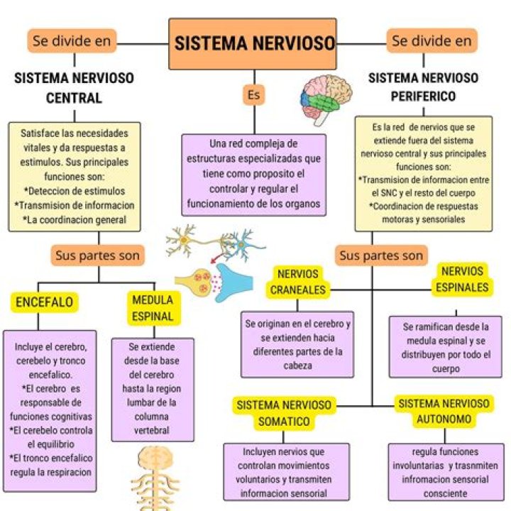 Esquema Del Mapa Conceptual Sistema Nervioso Nervioso Tejido Nervioso