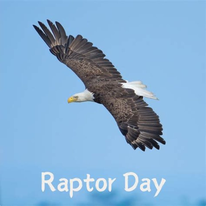 Every Day Another Raptor (Day 5 Antonio Davis) r/torontoraptors