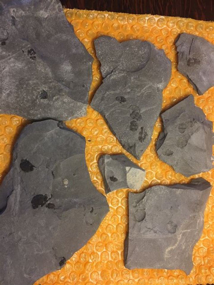 Experience with Paleo Prospectors? Fossil Hunting Trips The Fossil