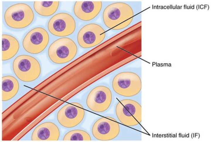 Extracellular fluid; Interstitial Fluid
