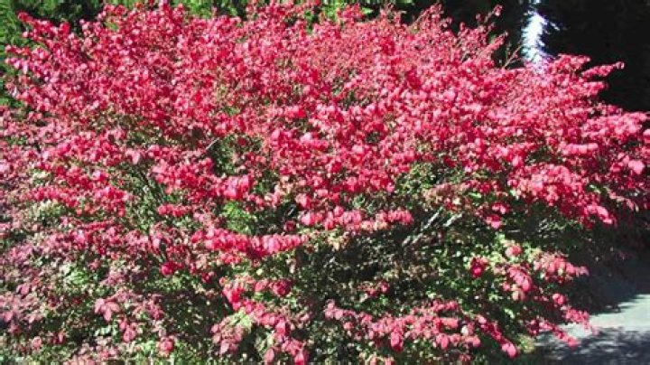 Fast Growing Burning Bushes Simply Breathtaking Fall Brilliance YouTube