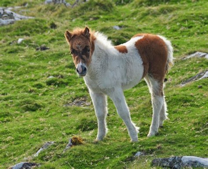 FilePony foal on Cox Tor.jpg Wikipedia