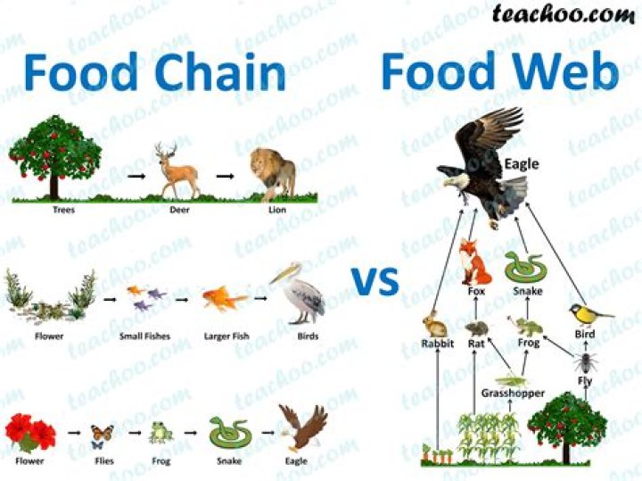 Food Chain and Food Web Meaning, Diagrams, Examples Teachoo