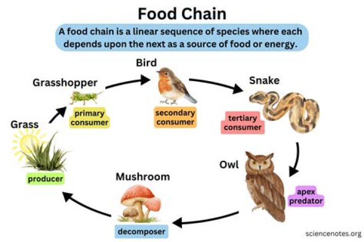 Food Chain to Science and Mathematics World