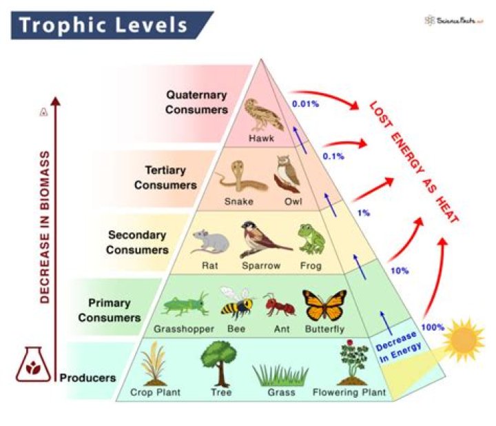 Food chain, trophic levels and flow of energy in ecosystem Online