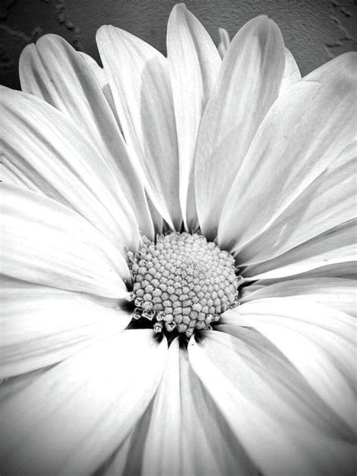 Free Images photograph, white, beauty, yellow, snapshot, street