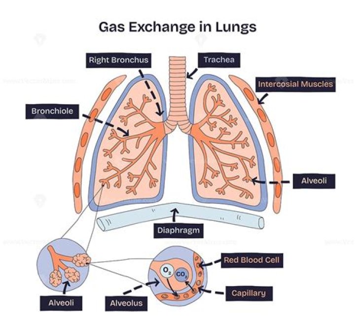 Gas Exchange &middot; Anatomy and Physiology