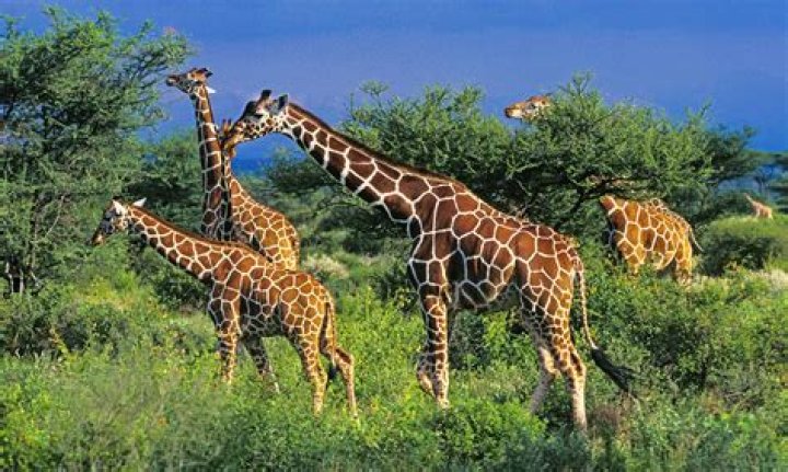 Giraffe Pictures