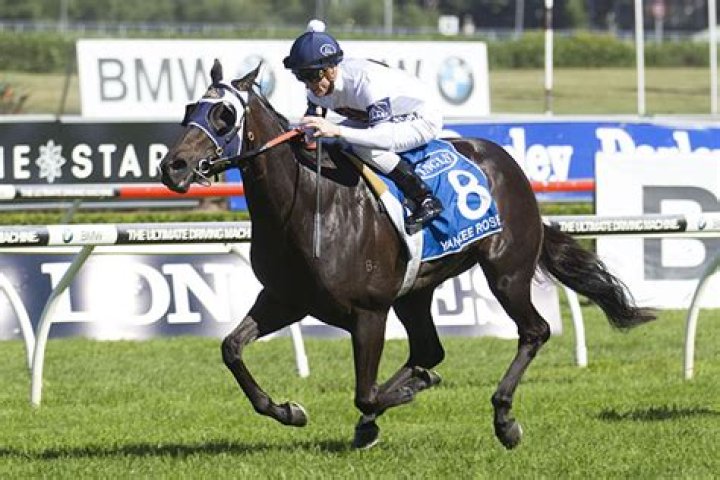 Golden Rose 2016 Yankee Rose pleases trainer in gallop Sports News