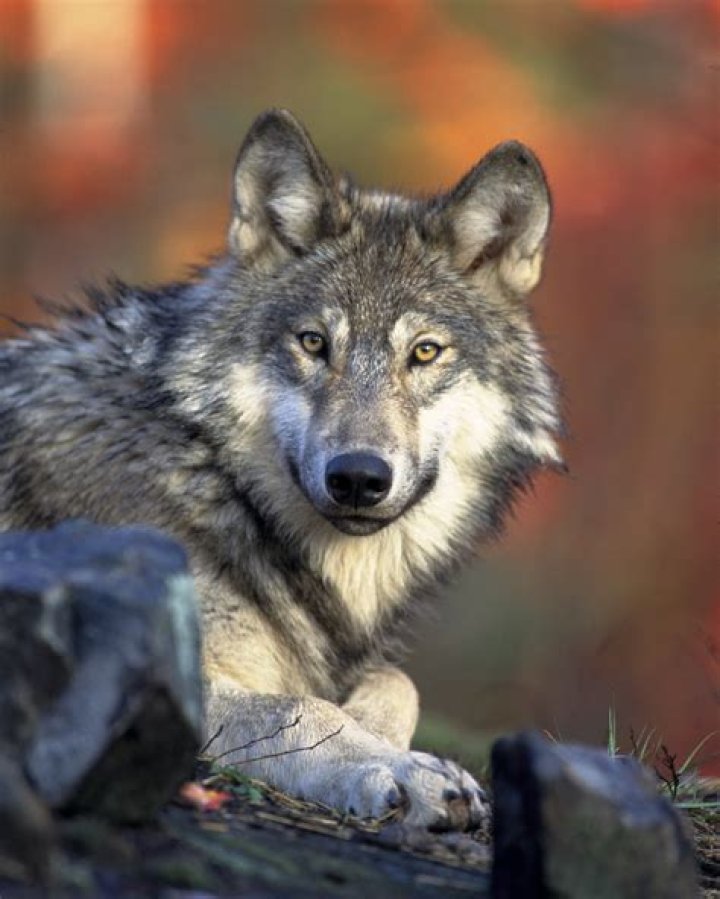 Gray Wolf Portrait Free Stock Photo Public Domain Pictures