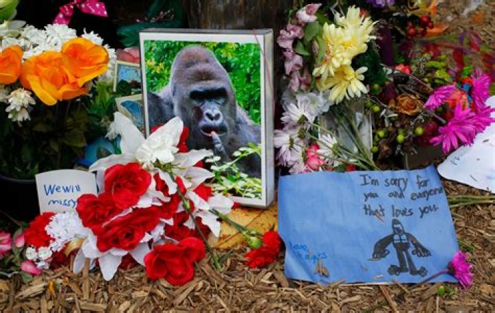 Harambe Gorilla Killing: Michelle Gregg and Deonne Dickerson Could Face Child Neglect Charges - Cincinnati Police Investigate