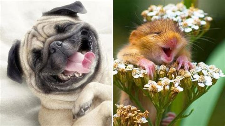 Hilarious pictures of laughing animals Daily Record