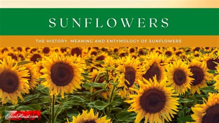 History and Meaning of Sunflowers ProFlowers Blog