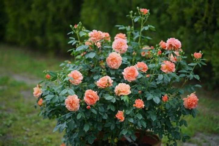 How to Grow Shrub Roses Growing and Caring for Shrub Roses