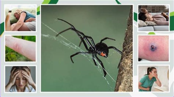 How To Identify If A Spider Is Pregnant: Revealing Signs And Symptoms
