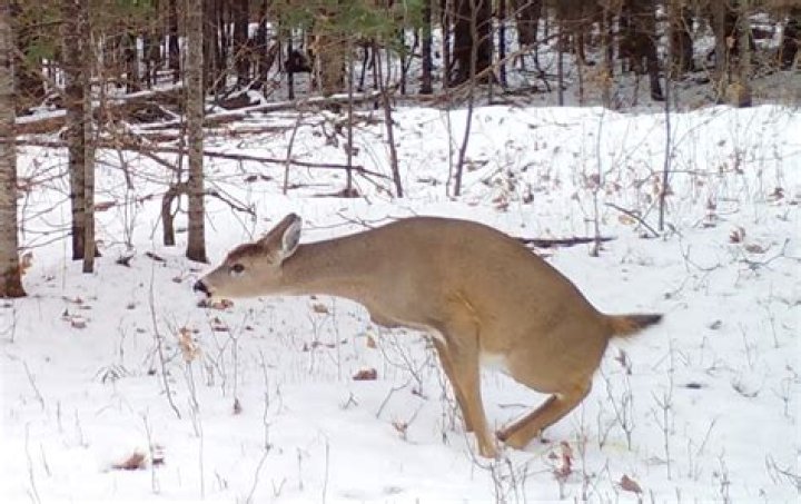 Hybridization A Unique Tail of Whitetails and Mule Deer