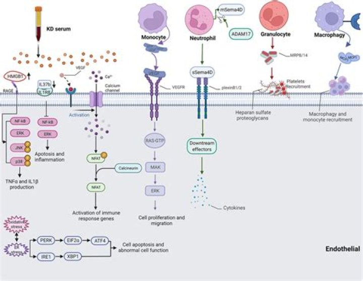 Inflammatory mediators of cytokines and chemokines in sepsis From