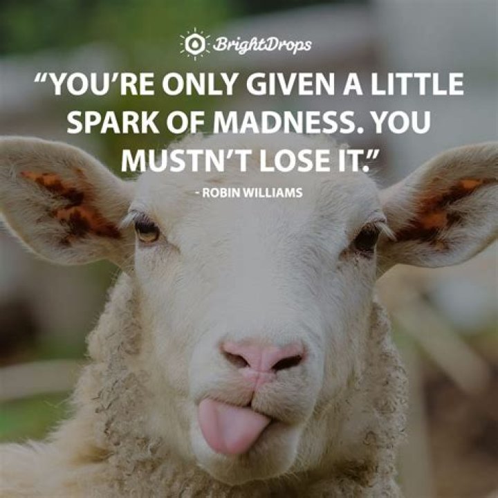 inspirational quotes for funny Inspirational dog witty letterpile