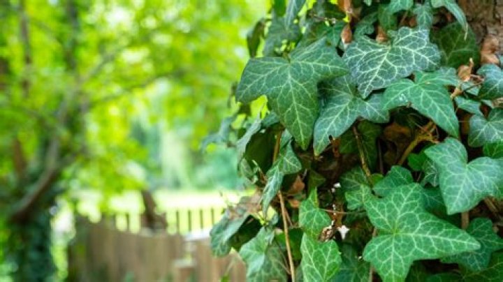 Ivy