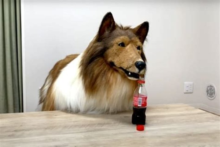 Japanese Man Dog Japanese Man pays Rs 12 lakh for costume that