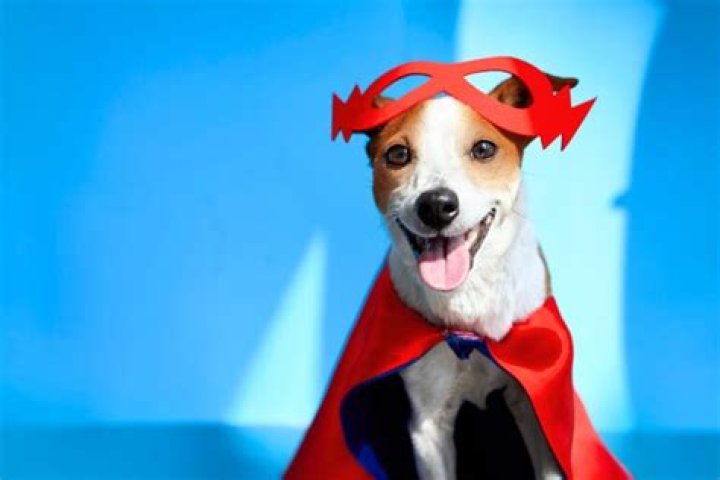 Japanese Man Spent 14,000 To Transform Himself Into Dog Cinemapranthan
