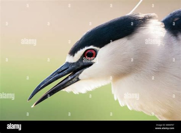 Kwak (Portrait)