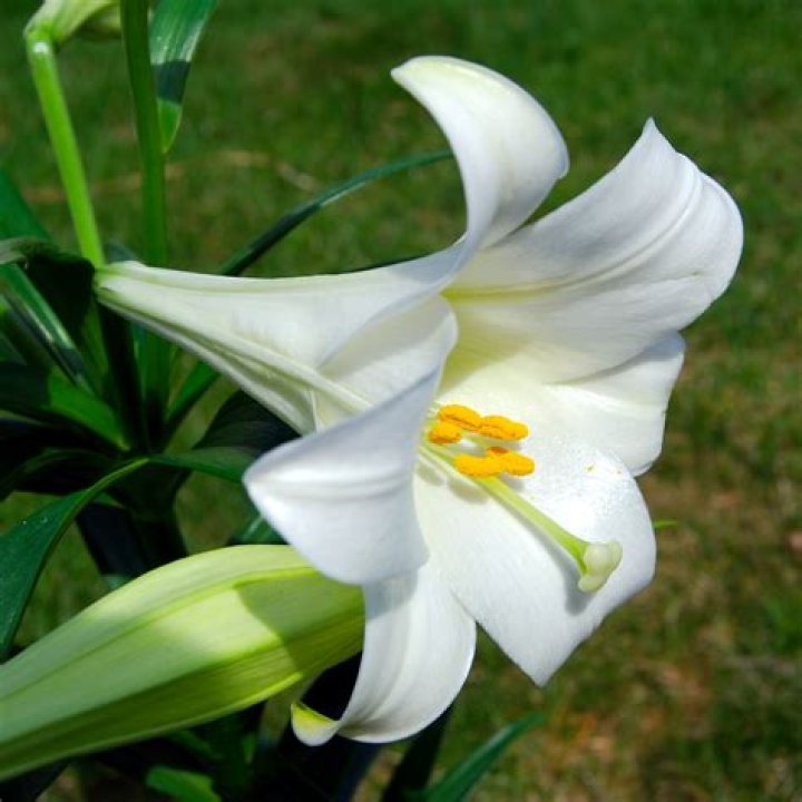 Lily (Lilium 'Black Pearl') in the Lilies Database
