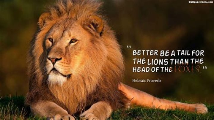 Lion Quotes HD Wallpapers Top Free Lion Quotes HD Backgrounds