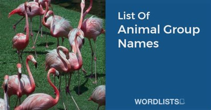 List of animal names Wikipedia