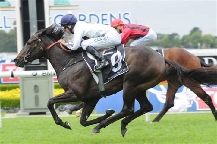 No Thousand Guineas 2016 for Yankee Rose Sports News Australia