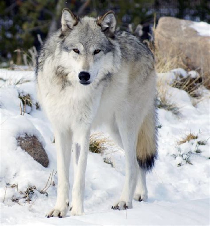 Northwestern wolf Wikipedia